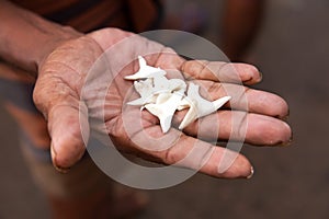 Shark teeths photo