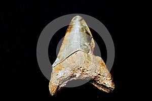 Shark tooth