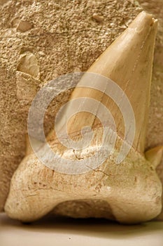 Shark tooth fossil