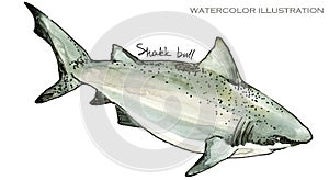 Shark. underwater life watercolor illustration. sea animal