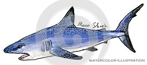 Shark. underwater life watercolor illustration. sea animal