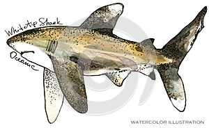 Shark. underwater life watercolor illustration. sea animal