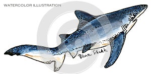 Shark. underwater life watercolor illustration. sea animal