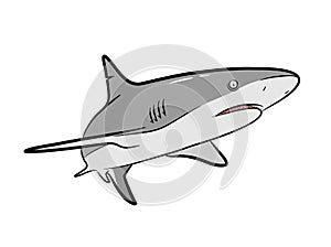 Shark Vector Cartoon