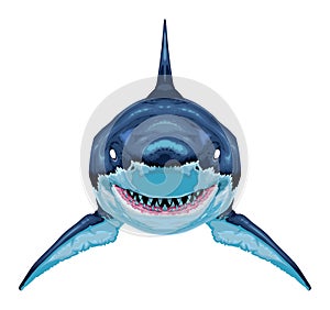 Shark, vector isolated animal