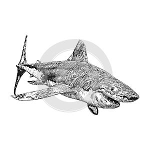 Shark, vintage hand drawn illustration in vector