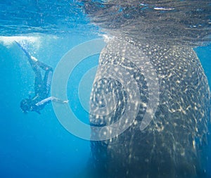 Ocean snorkeling whale shark