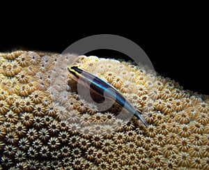 Sharknose Goby (Neon Goby)