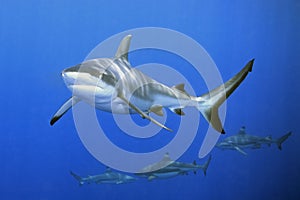 Sharks photo