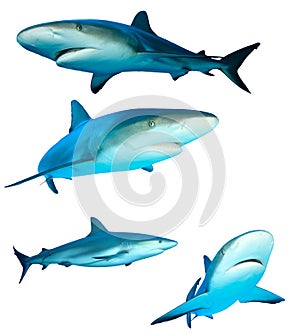 Tiburones 
