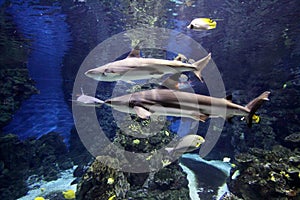 Sharks in aquarium