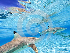 Sharks swimming in Bora Bora Island in French Polynesia during snorkeling on this island paradise and turquoise blue water.