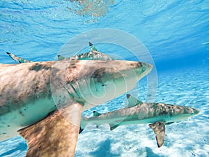 Sharks swimming in Bora Bora Island in French Polynesia during snorkeling on this island paradise and turquoise blue water.