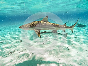 Sharks swimming in Bora Bora Island in French Polynesia during snorkeling on this island paradise and turquoise blue water.