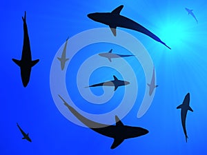 Sharks background