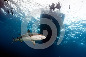 Sharks Below the dive boat