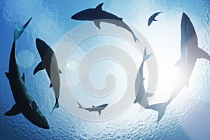 Sharks circling from above photo