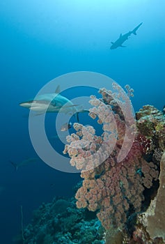 Sharks and coral reef