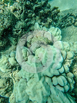 Sharks cove snorkeling in oahu hawaii north shore