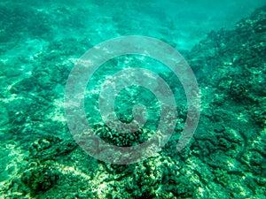 Sharks cove snorkeling in oahu hawaii north shore