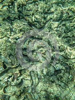 Sharks cove snorkeling in oahu hawaii north shore