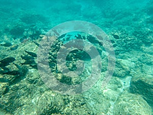 Sharks cove snorkeling in oahu hawaii north shore