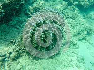 Sharks cove snorkeling in oahu hawaii north shore