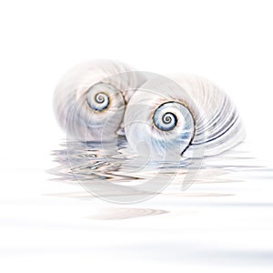 Sharks Eye Shells Close-up