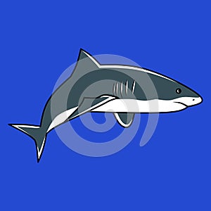 Sharks are a group of elasmobranch fish characterized