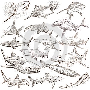 Sharks - An hand drawn pack. Freehand sketching, originals.