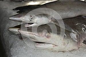 Sharks on Ice