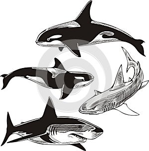 Sharks and killer whales