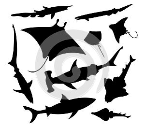 Sharks and rays. Vector black silhouette image.