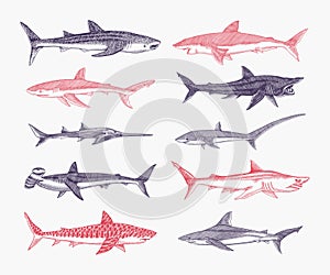 Sharks set.Great white shark, Sixgill sawshark. Basking Sand Tiger Hammerhead Thresher Atlantic Bull Mackerel Whale Blue