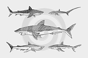 Sharks set.Great white shark, Sixgill sawshark. Basking Sand Tiger Hammerhead Thresher Atlantic Bull Mackerel Whale Blue