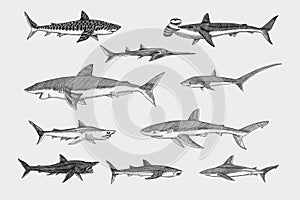 Sharks set.Great white shark, Sixgill sawshark. Basking Sand Tiger Hammerhead Thresher Atlantic Bull Mackerel Whale Blue