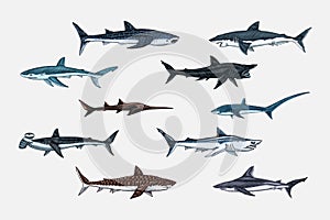 Sharks set.Great white shark, Sixgill sawshark. Basking Sand Tiger Hammerhead Thresher Atlantic Bull Mackerel Whale Blue