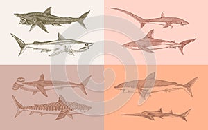 Sharks set.Great white shark, Sixgill sawshark. Basking Sand Tiger Hammerhead Thresher Atlantic Bull Mackerel Whale Blue