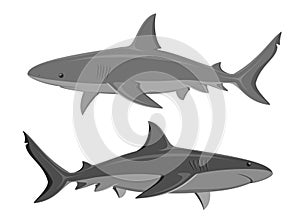 Sharks. Set of two large sharks