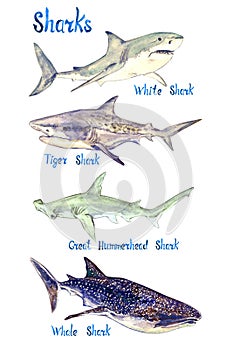 Sharks species set: White, Tiger, Great Hummerhead and Whale shark, isolated on white background