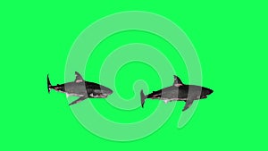 Sharks Swiming In A Circle Green Screen Front