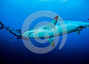 Sharks swimming around