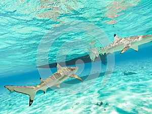 Sharks swimming in Bora Bora Island in French Polynesia during snorkeling on this island paradise and turquoise blue water.