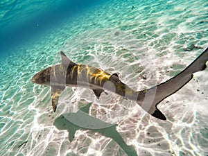 Sharks swimming in Bora Bora Island in French Polynesia during snorkeling on this island paradise and turquoise blue water.