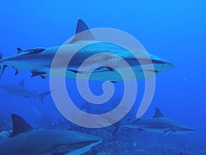 Sharks swimming by reef photo