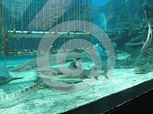 Sharks and tropical fish inside a tank in the oceanarium, Manila Ocean park, Manila