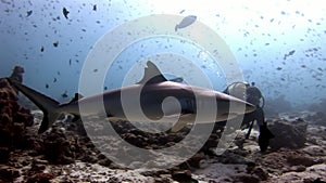 Sharks and tuna underwater on background of school fish in seabed.