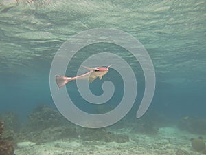 Sharksucker remora in the South Pacific