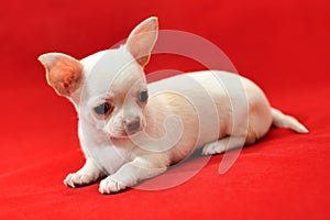 Sharming Miledy - Chihuahua Puppy