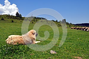 Sharmountain dog, faithful keeper of the herd